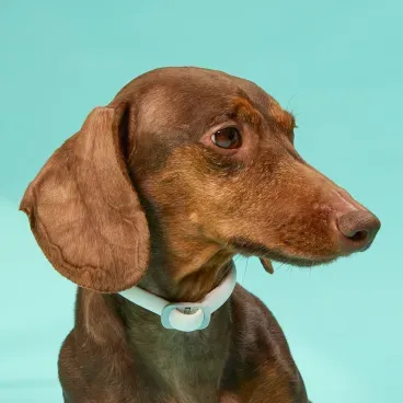 Scalibor coleira 48cm proteja seu pet Cobasi - Main Image