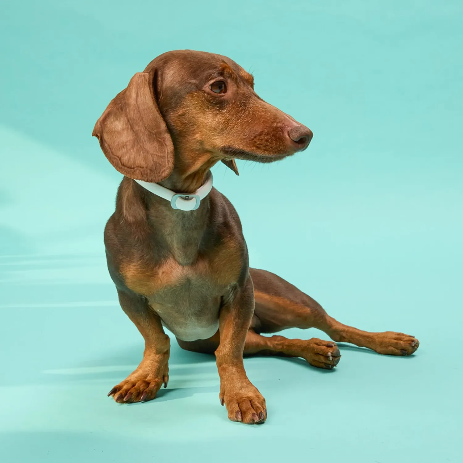 Scalibor-Caes-Pequenos-e-Medios-48-cm-Dachshund_12