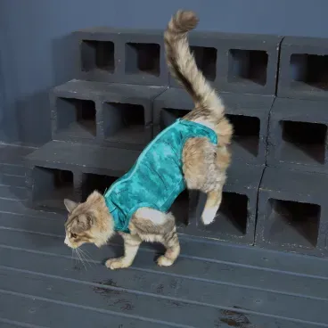 Roupa-Pos-Cirurgica-Dry-Ligth-Supreme-Gato-malhado-andando