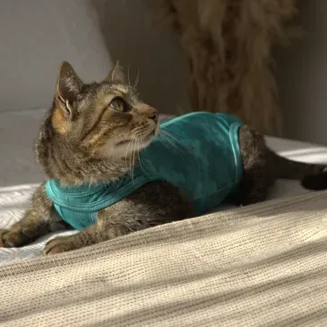 Roupa-Pos-Cirurgica-Dry-Ligth-Supreme-Gato-malhado