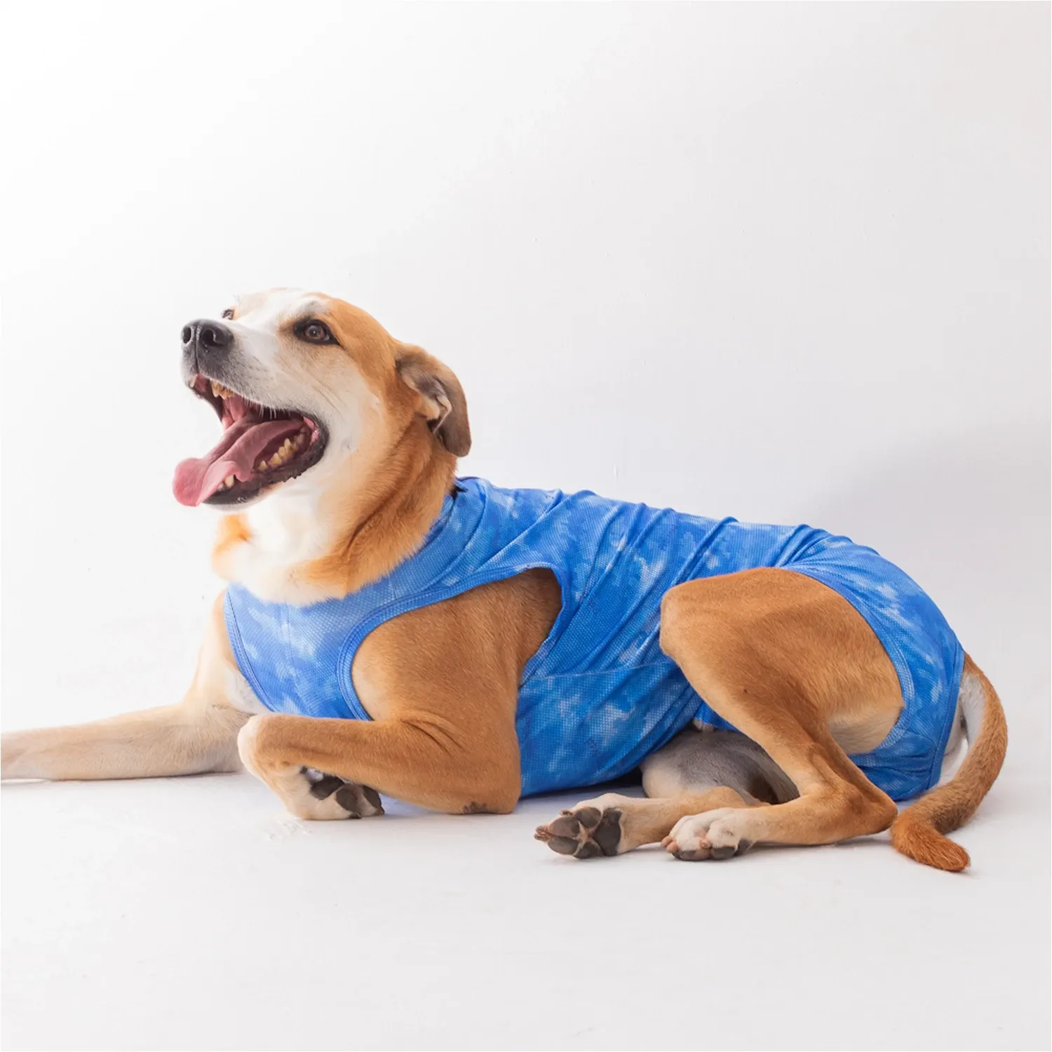 Roupa Pós-Cirúrgica Dry Light Supreme para Cães Machos Castração Pet Med Azul