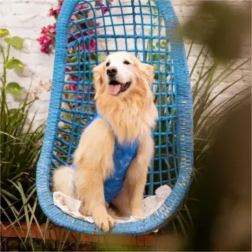 Dry-Ligth-Supreme-para-Caes-Machos-Cadeira