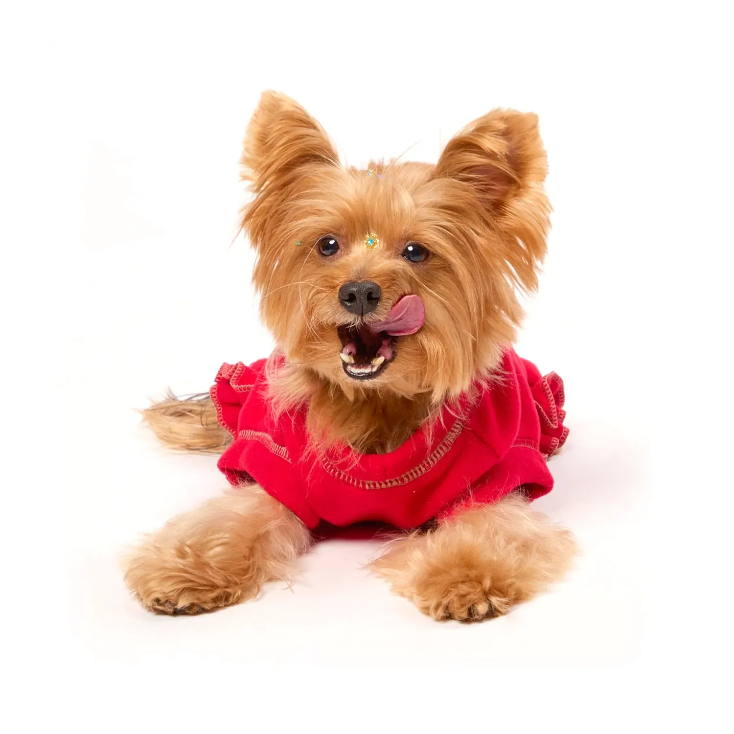 Vestido-Live-Love-Vermelho-Bichinho-Chic-com-o-pet-deitado