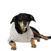 Casaco Toy para Cães e Gatos Emporium Distripet Offwhite