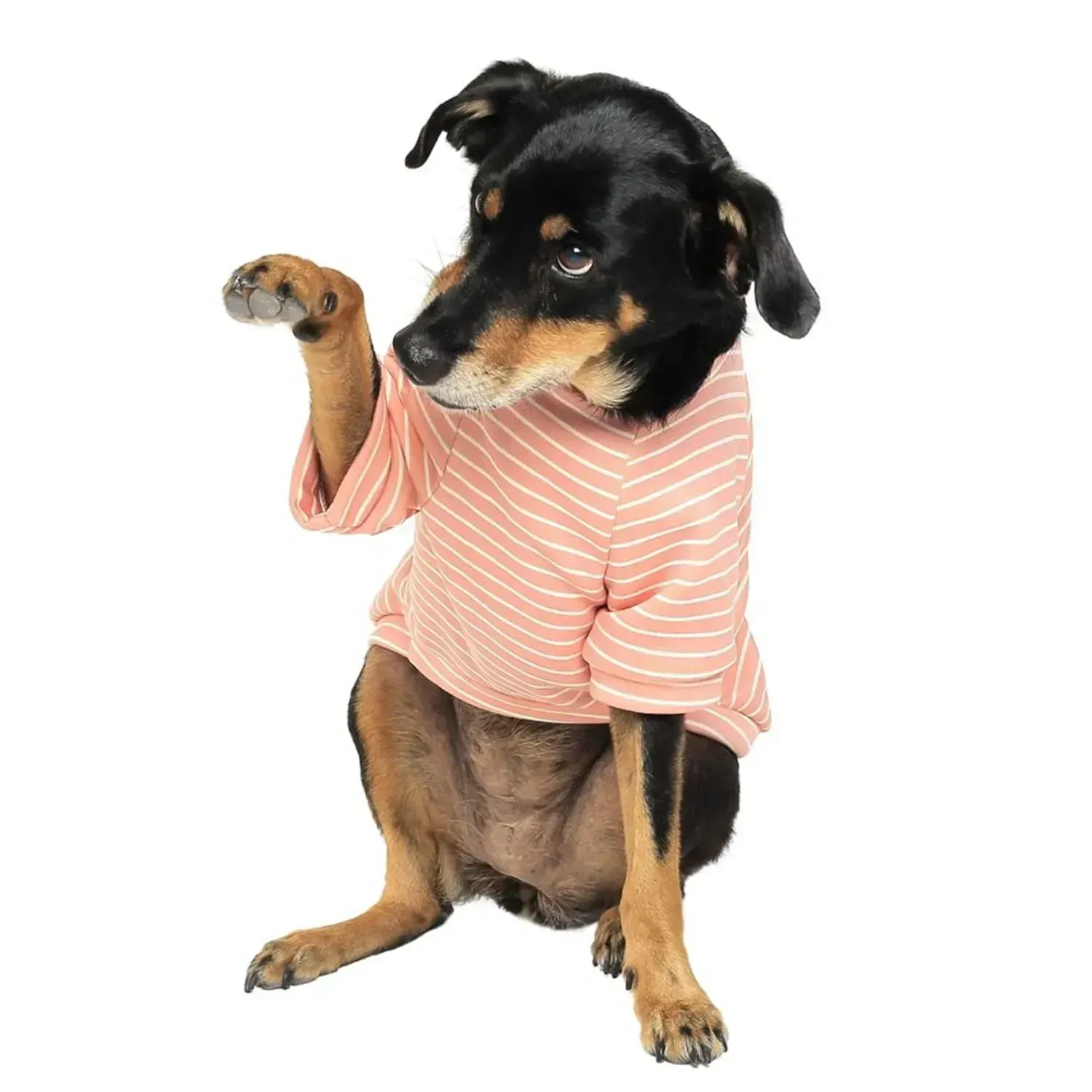 Cachorro-dando-patinha-usando-Casaco-Toy-Emporium-Distripet-Rosa