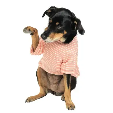 Cachorro-dando-patinha-usando-Casaco-Toy-Emporium-Distripet-Rosa