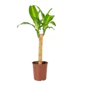 Dracena Massangeana Planta Natural Pote 24