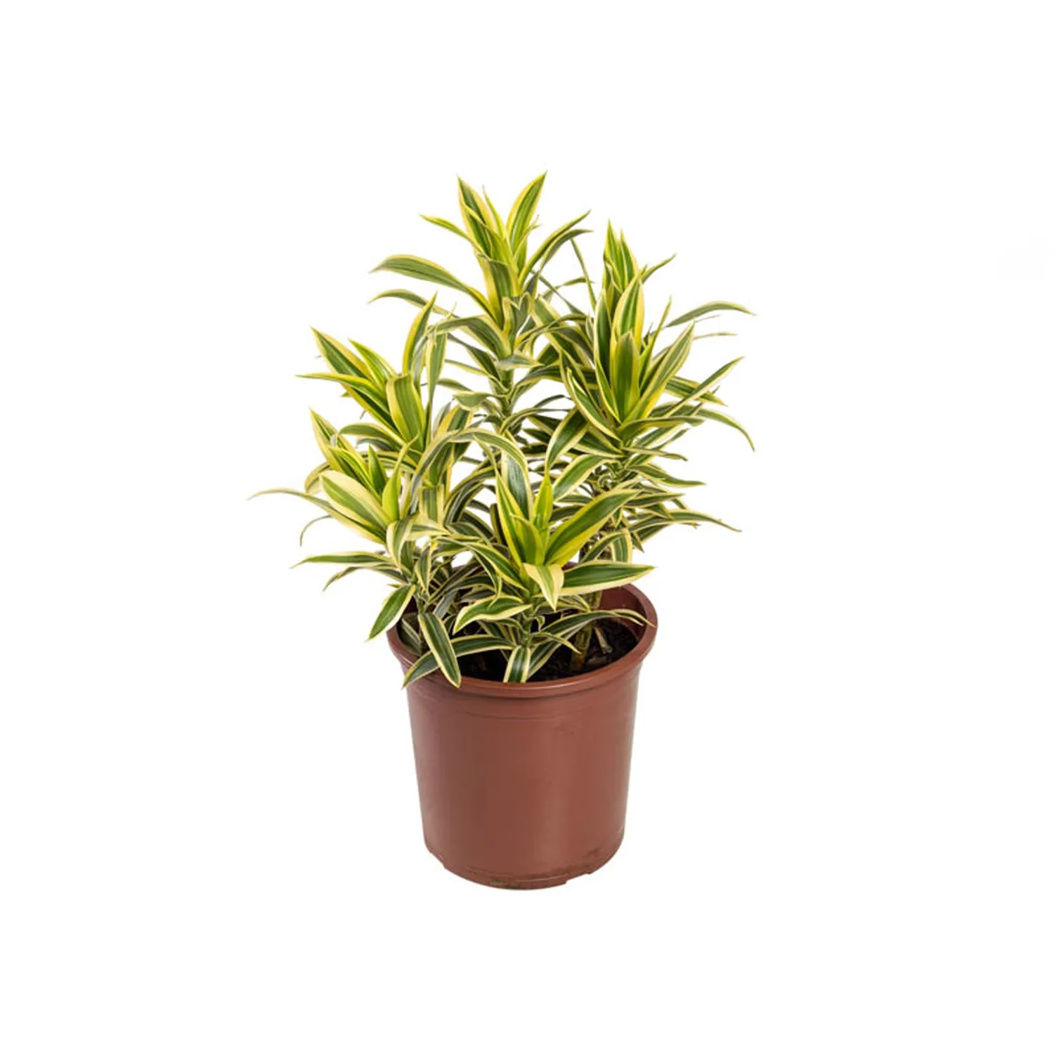 Dracena-Reflexa-Song-Of-India-Pote-17