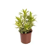Dracena Reflexa Song Of India Pote 17