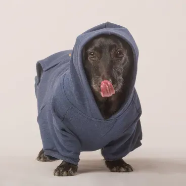 Blusao-Moletom-Azul-Bichinho-Chic-Cachorro-Dachshund-Capuz