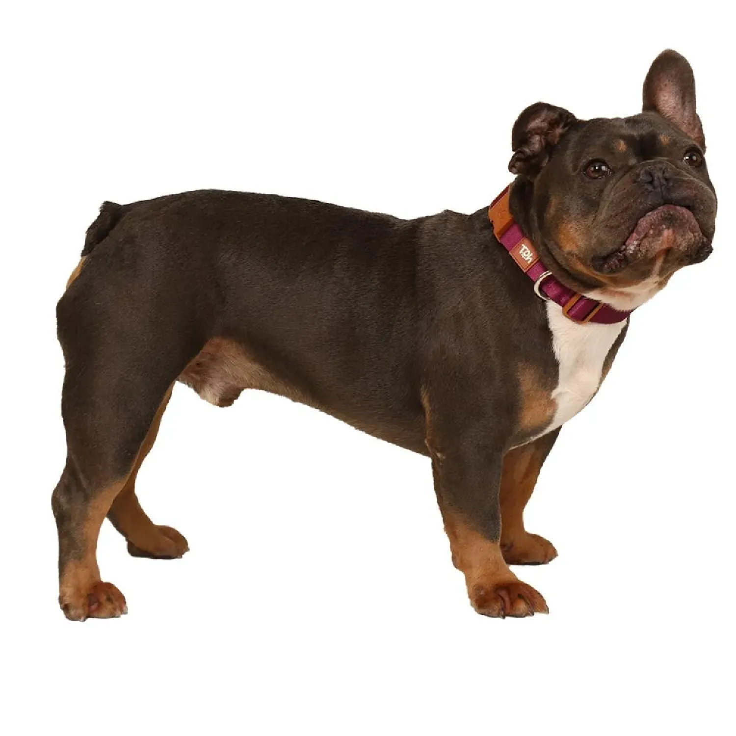 Pet-com-Coleira-Caes-Tradicional-Basic-Toh-Bordo