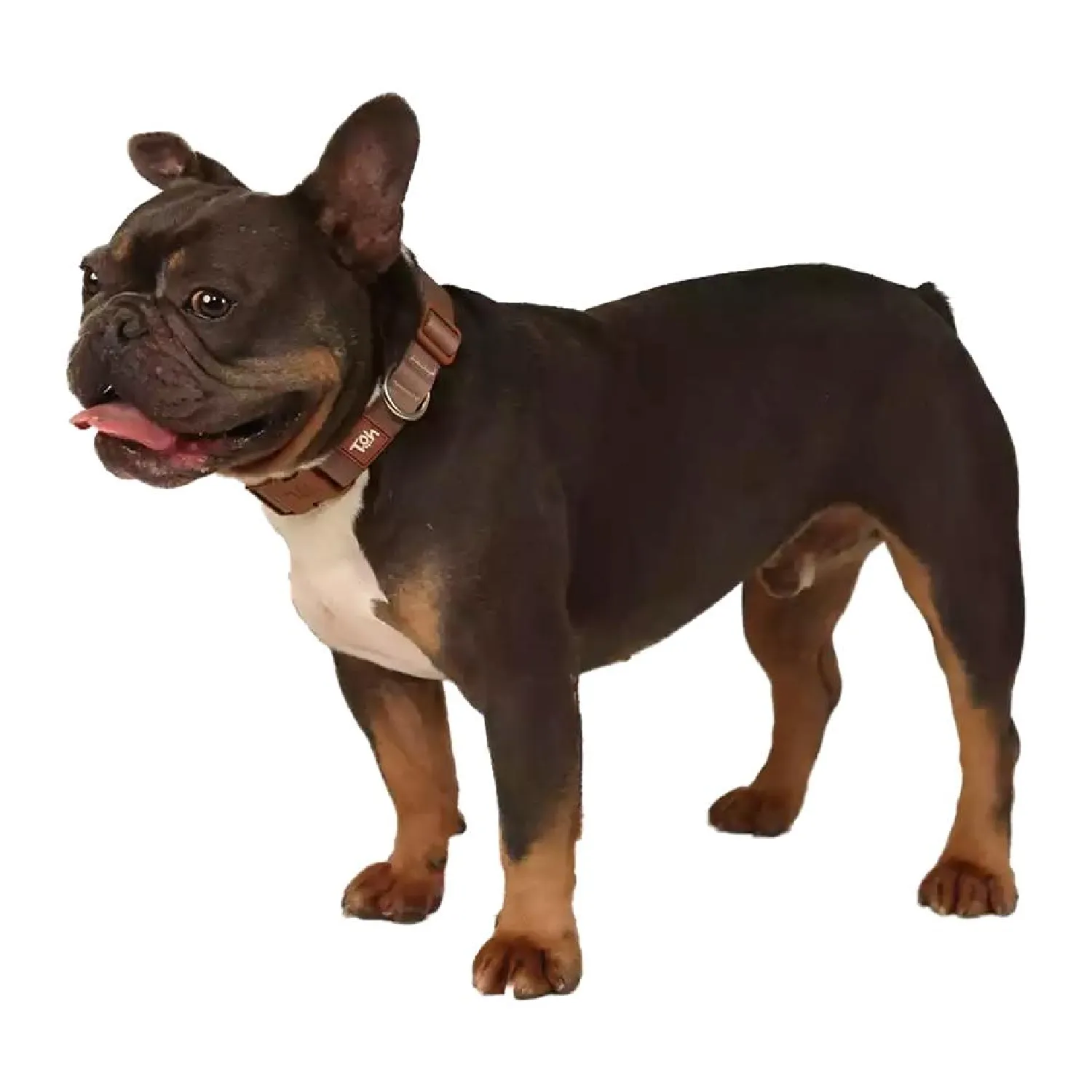 Coleira Cães Tradicional Basic Toh Cáqui