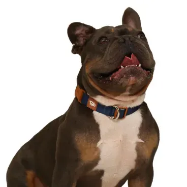 Pet-com-Coleira-Caes-Tradicional-Basic-Toh-Azul