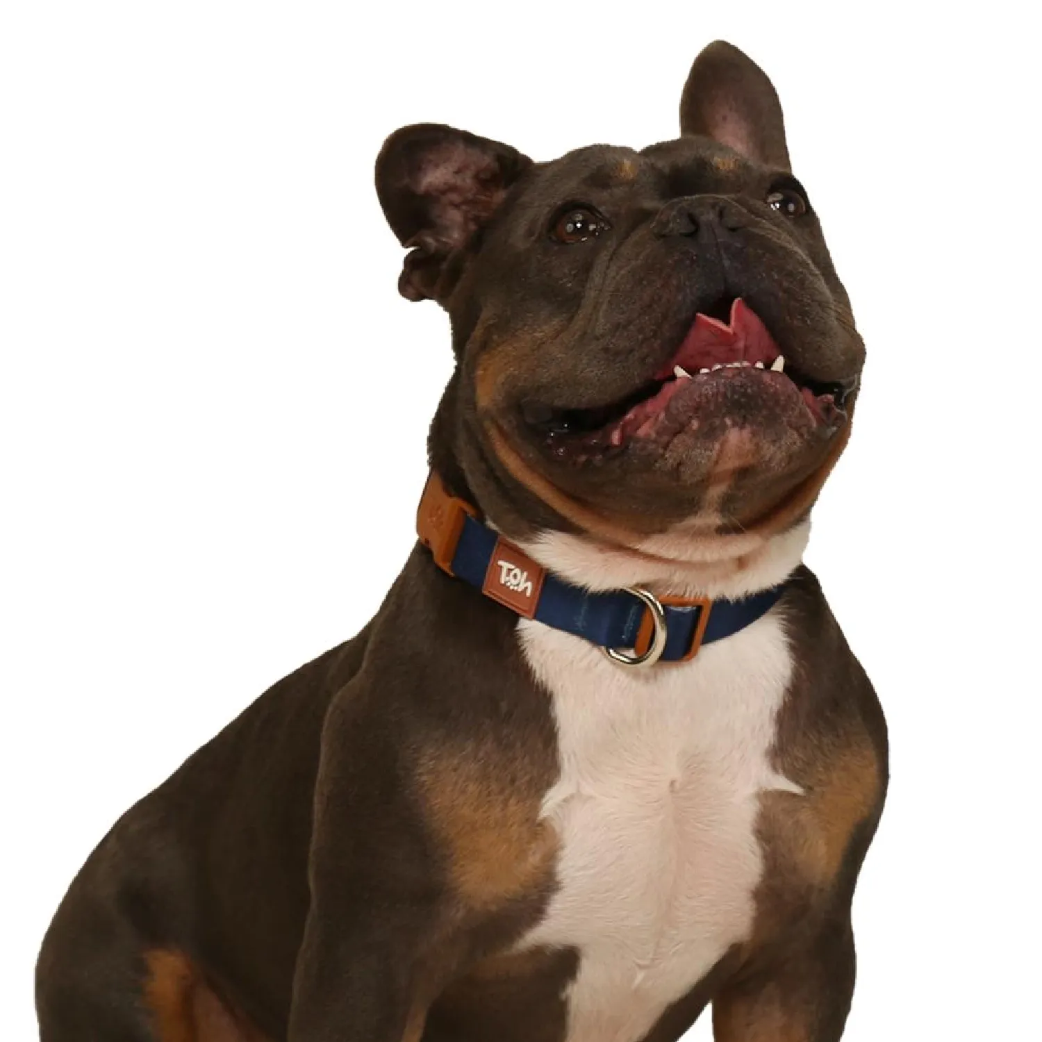Coleira Cães Tradicional Basic Toh Azul