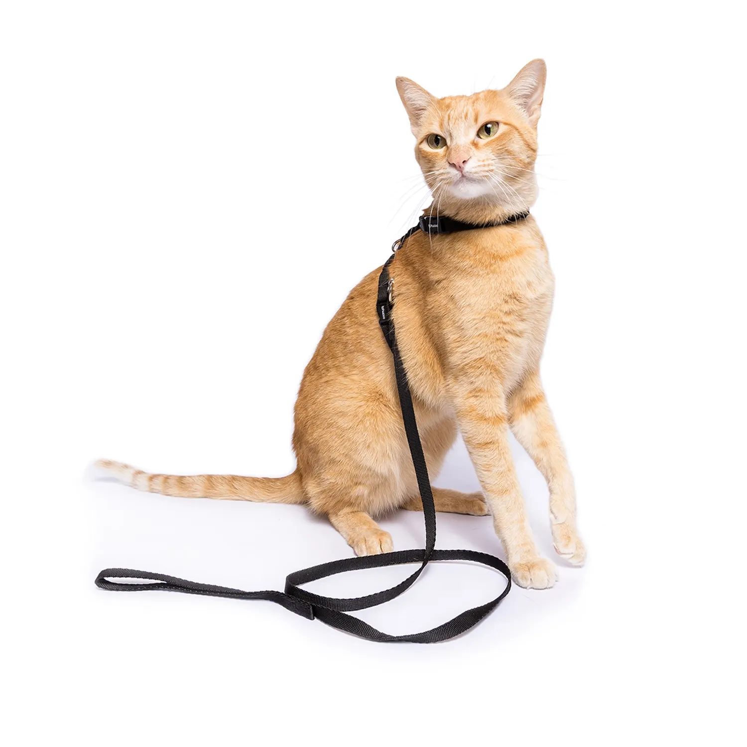 2-Peitoral H com Guia para Gatos Tchucoo Preto