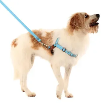 Pet-usando-o-Conjunto-Peitoral-Antipuxao-com-Guia-Toh-Azul