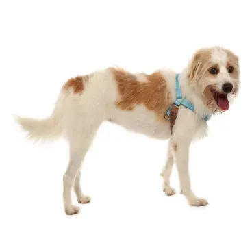 Pet-usando-apenas-o-Peitoral-do-Conjunto-Peitoral-Antipuxao-com-Guia-Toh-Azul