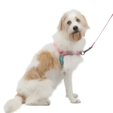 Pet-usando-o-Conjunto-Peitoral-Antipuxao-com-Guia-Toh-Fiji