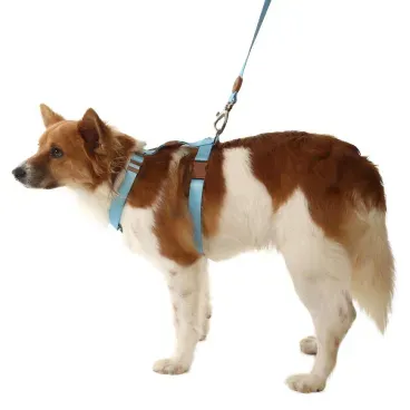 Pet-usando-o-Conjunto-Peitoral-H-com-Guia-Toh-Azul