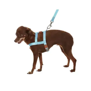 Pet-usando-Conjunto-Peitoral-Tradicional-com-Guia-Toh-Azul