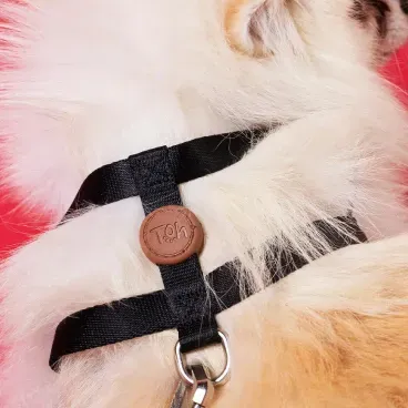 Conjunto-Peitoral-Tradicional-com-Guia-Toh-Preto-detalhes-do-peitoral