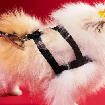 Pet-usando-o-Conjunto-Peitoral-Tradicional-com-Guia-Toh-Preto-Detalhes