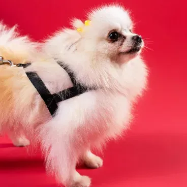 Pet-usando-Conjunto-Peitoral-Tradicional-com-Guia-Toh-Preto-detalhes