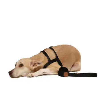 Pet-usando-o-Conjunto-Peitoral-Tradicional-com-Guia-Toh-Preto