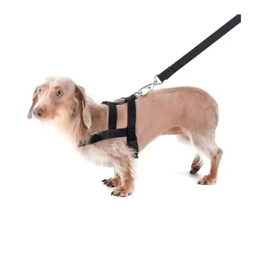 Pet-usando-Conjunto-Peitoral-Tradicional-com-Guia-Toh-Preto