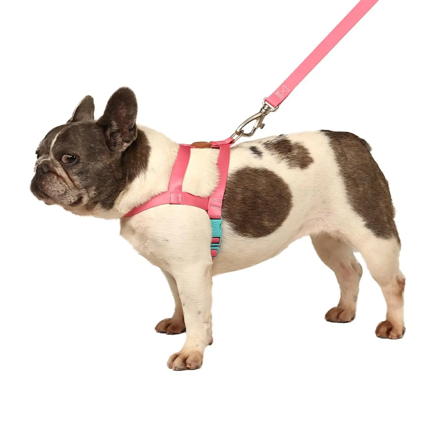 Pet-com-Conjunto-Peitoral-Tradicional-com-Guia-Toh-Fiji