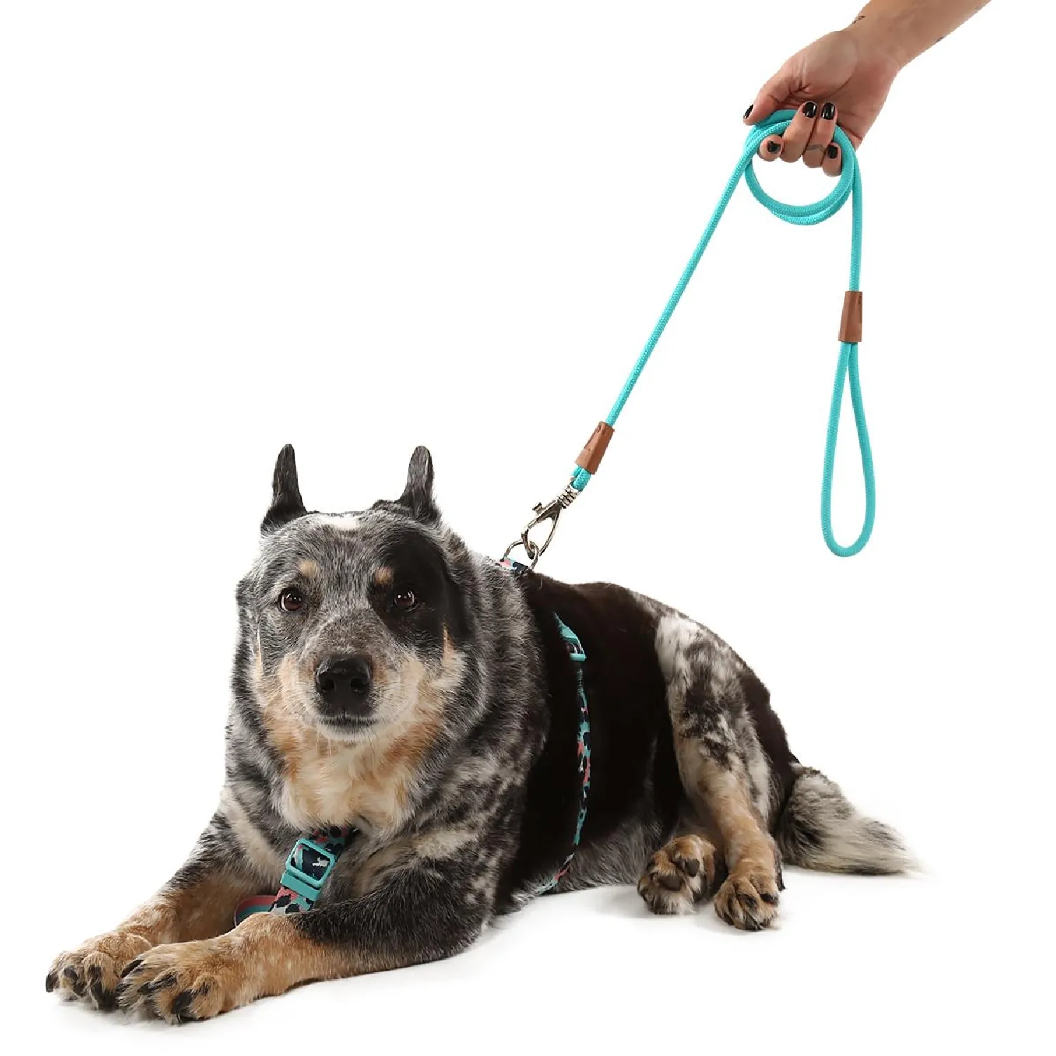 Guia Corda para Cães Toh Turquesa