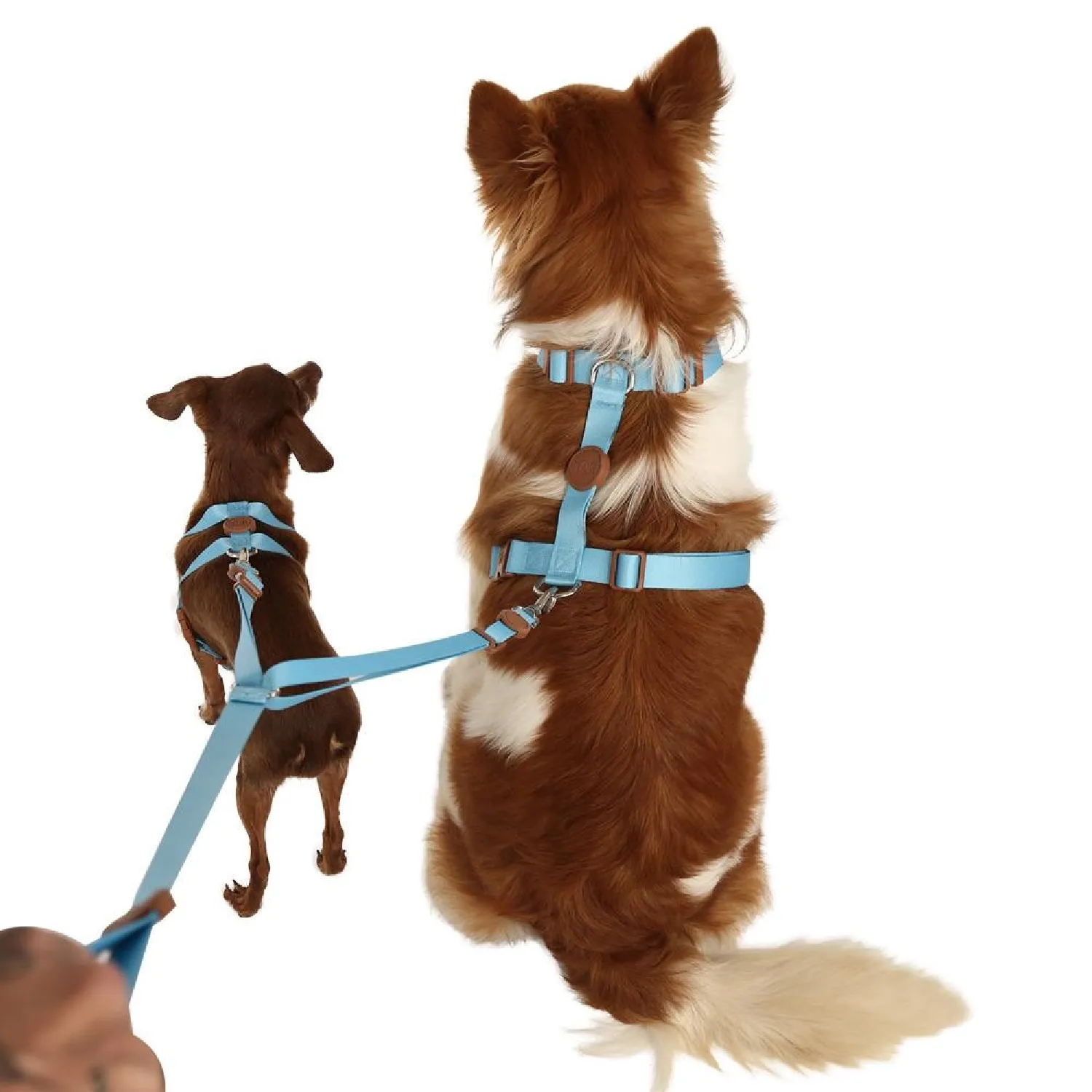 Guia Dupla Toh Azul para Cães e Gatos