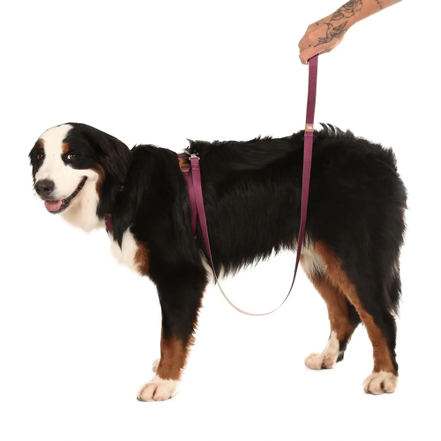 Guia Padrão para Cães Basic Toh Bordô