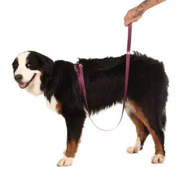 Pet-usando-Guia-Padrao-para-Caes-Basic-Toh-Bordo