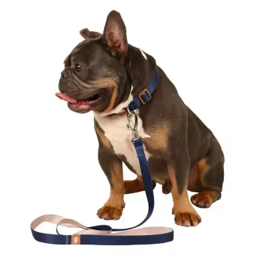 Guia-Padrao-para-Caes-Basic-Toh-Azul-Marinho-com-pet