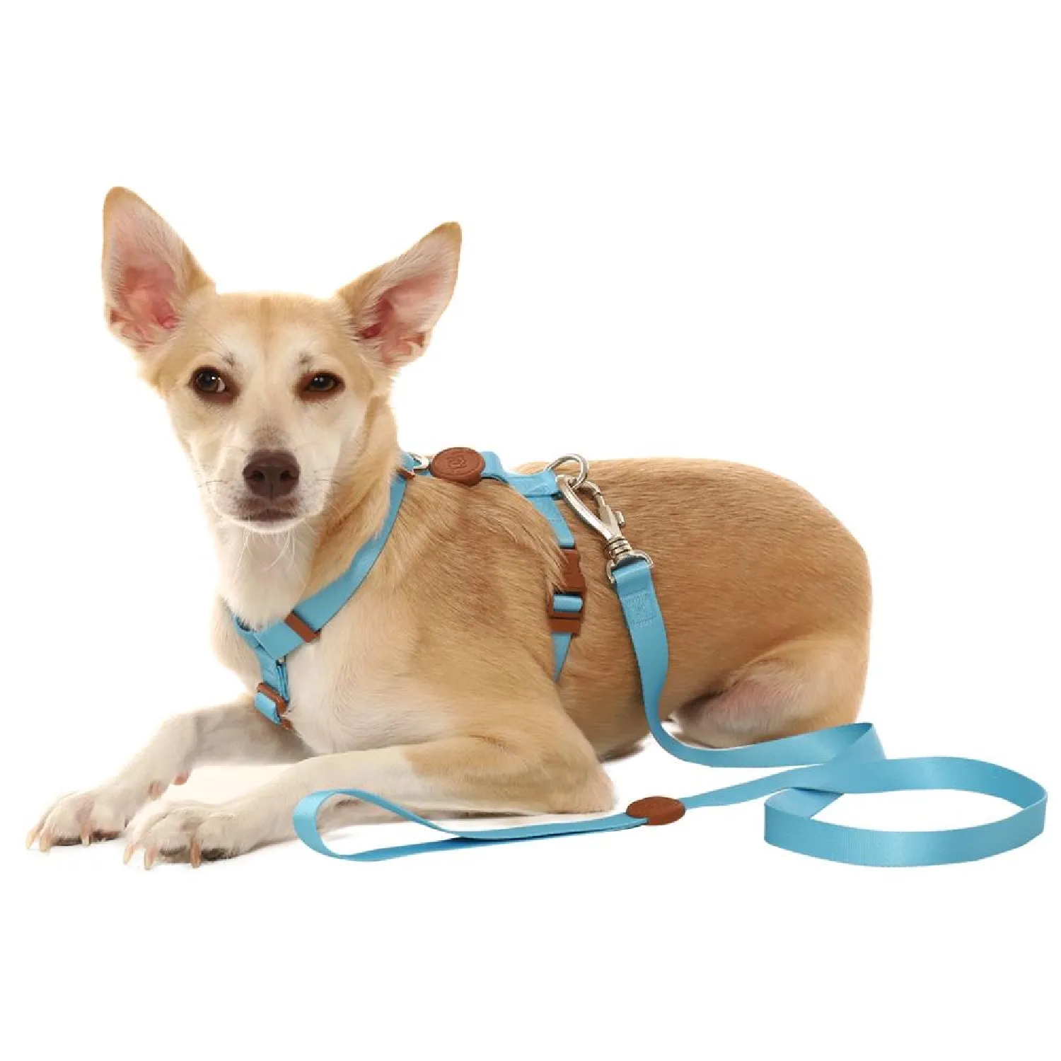 Pet-com-peitoral-e-a-Guia-Padrao-para-Caes-Toh-Azul