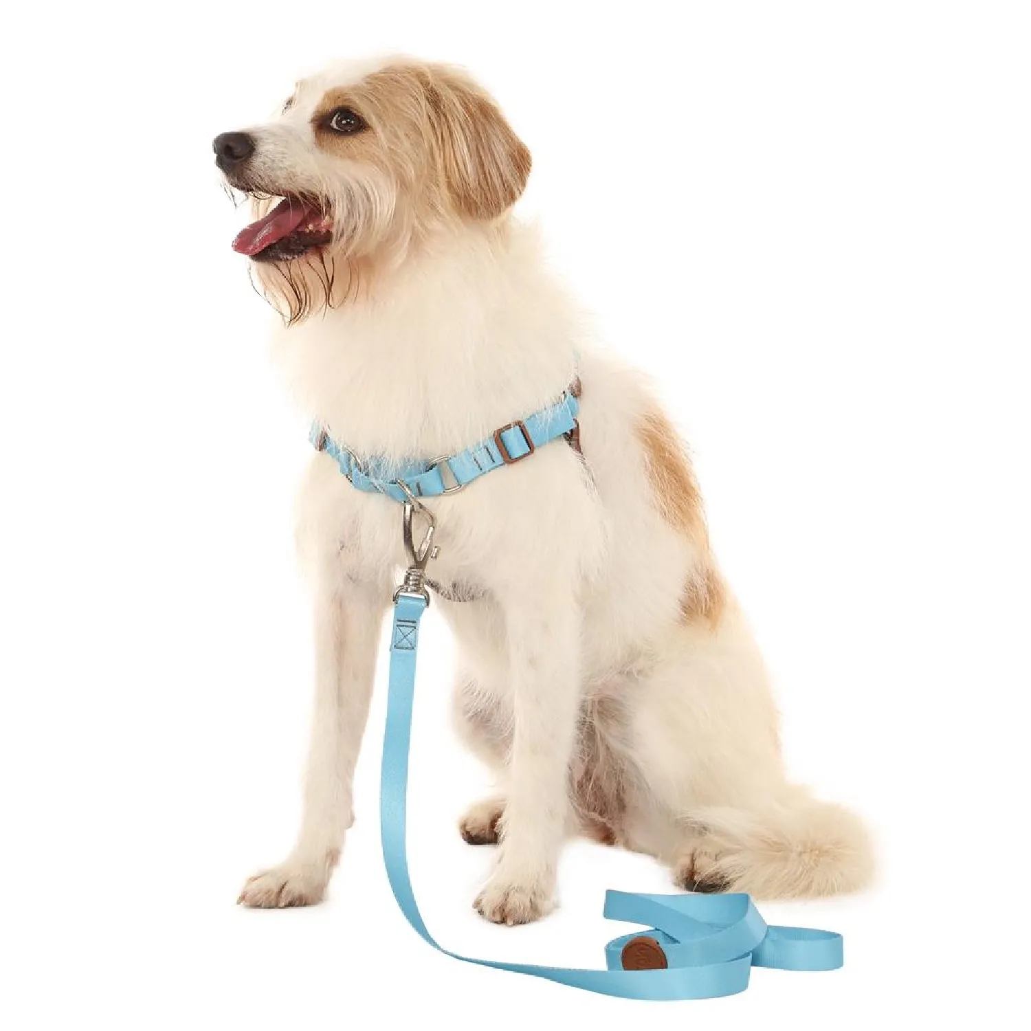 Pet-com-Guia-Padrao-para-Caes-Toh-Azul