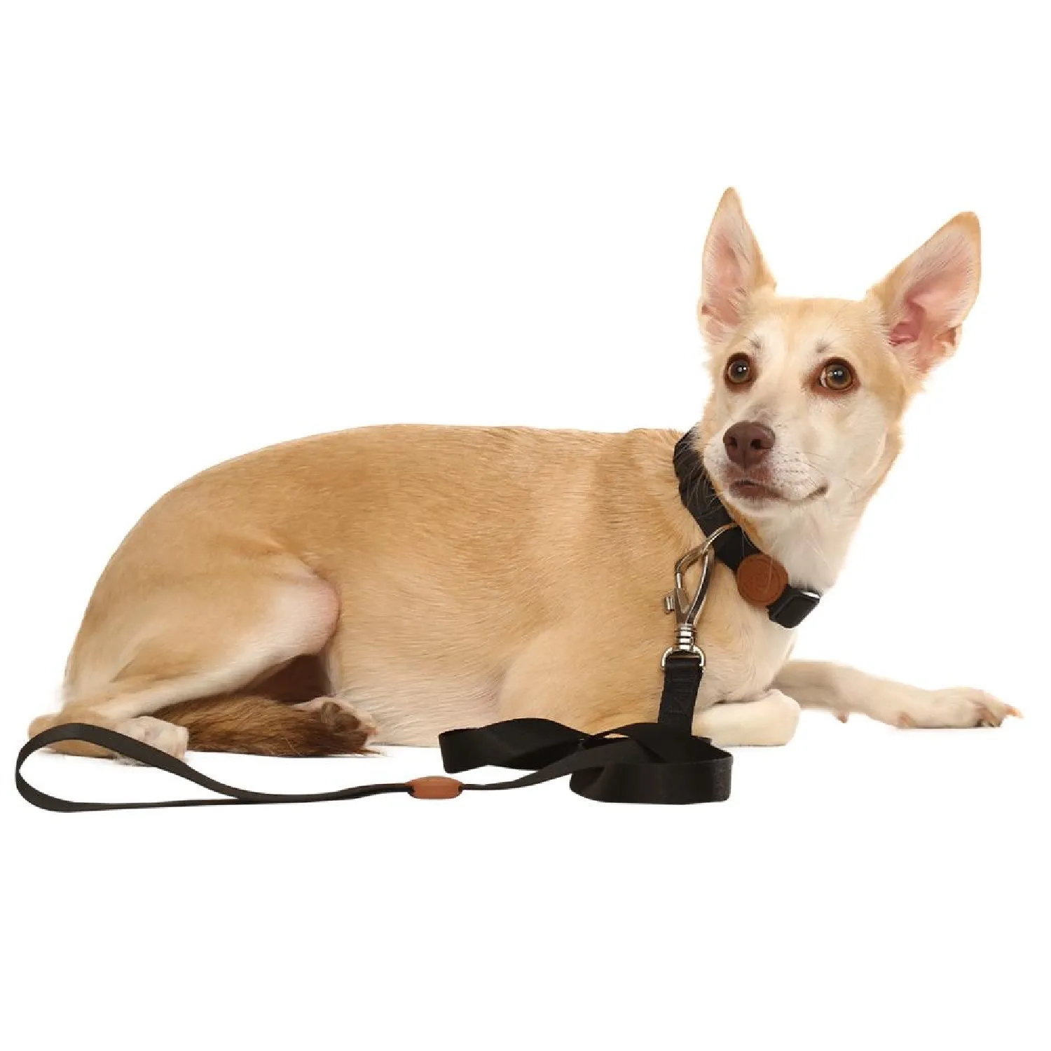 Guia Padrão para Cães Toh Preta