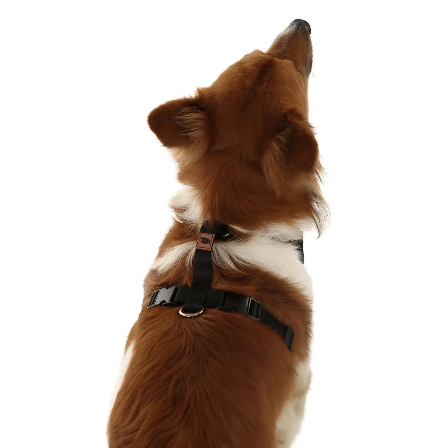 Peitoral H Mesh para Cães Toh Preto