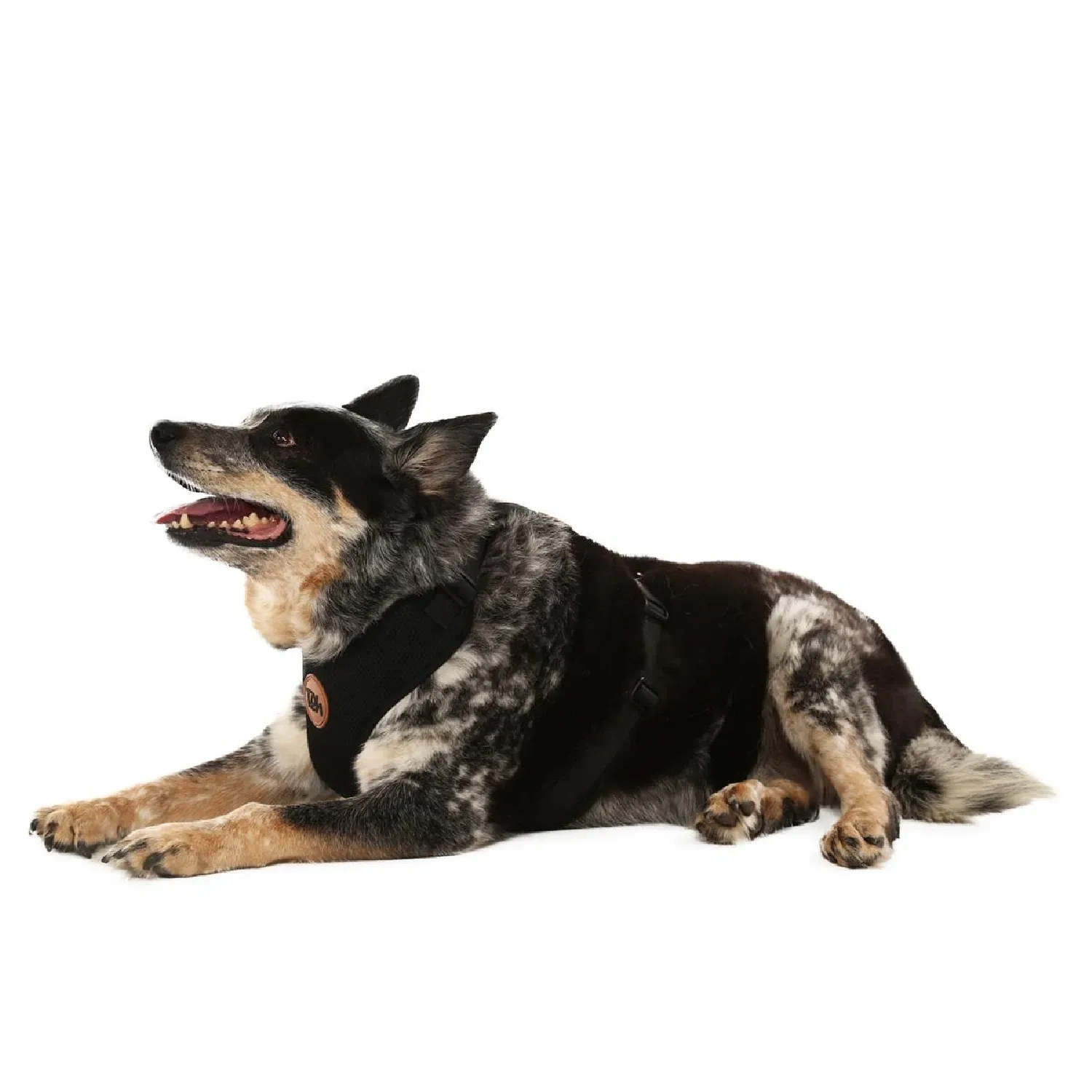 Peitoral H Mesh para Cães Toh Preto
