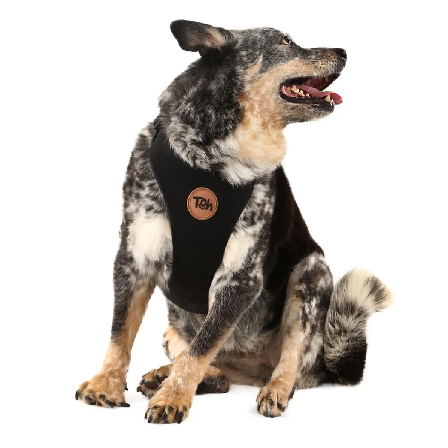Pet-com-Peitoral-H-Mesh-para-Caes-Toh-Preto