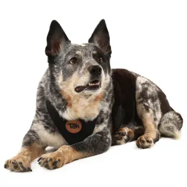 Pet-usando-Peitoral-H-Mesh-para-Caes-Toh-Preto