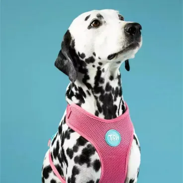 Pet-de-porte-grande-Peitoral-H-Mesh-para-Caes-Toh-Fiji