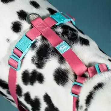 Peitoral-H-Mesh-para-Caes-Toh-Azul-Detalhes