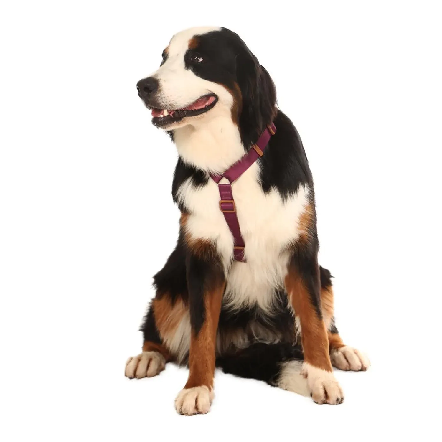 Peitoral H para Cães Basic Toh Bordô