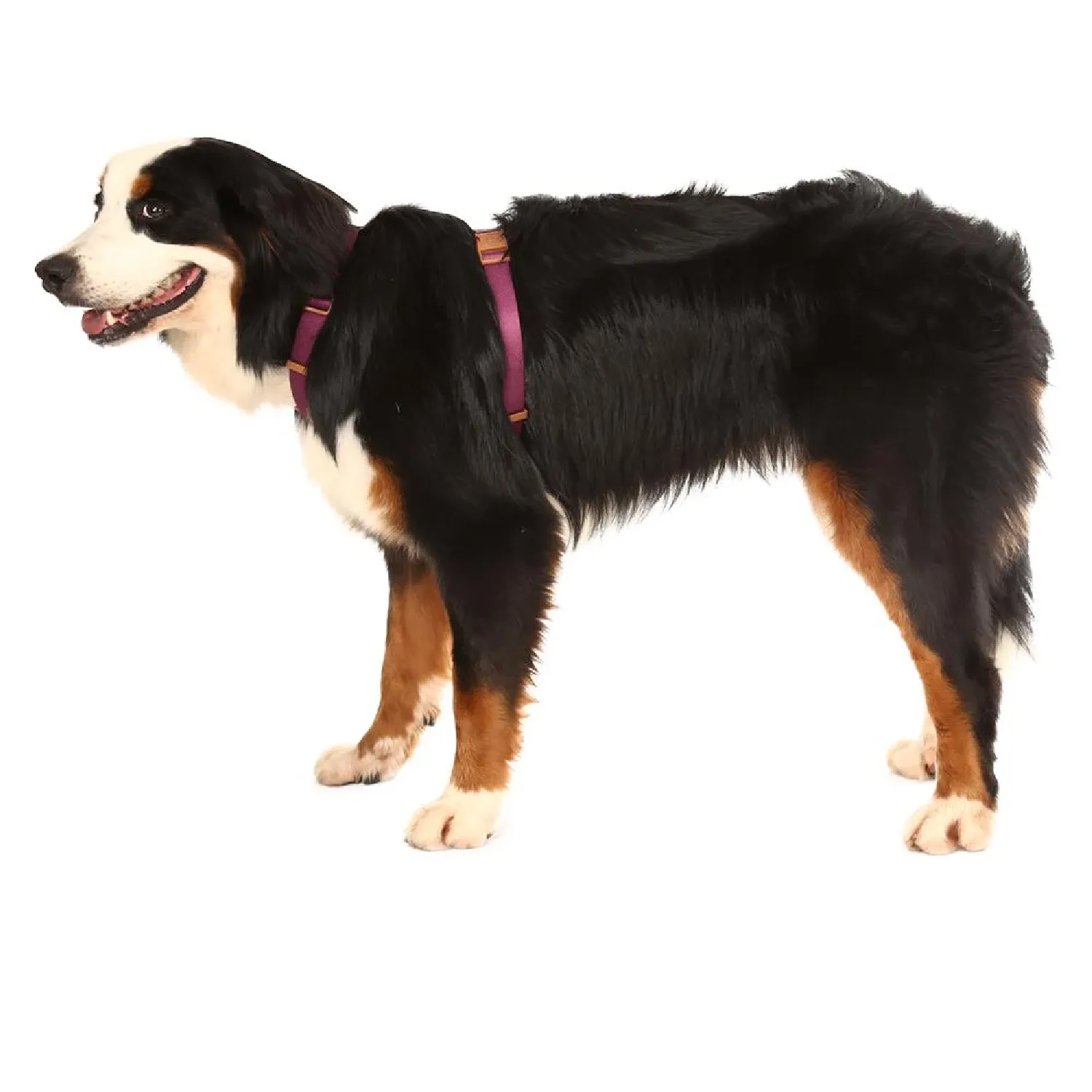Peitoral H para Cães Basic Toh Bordô