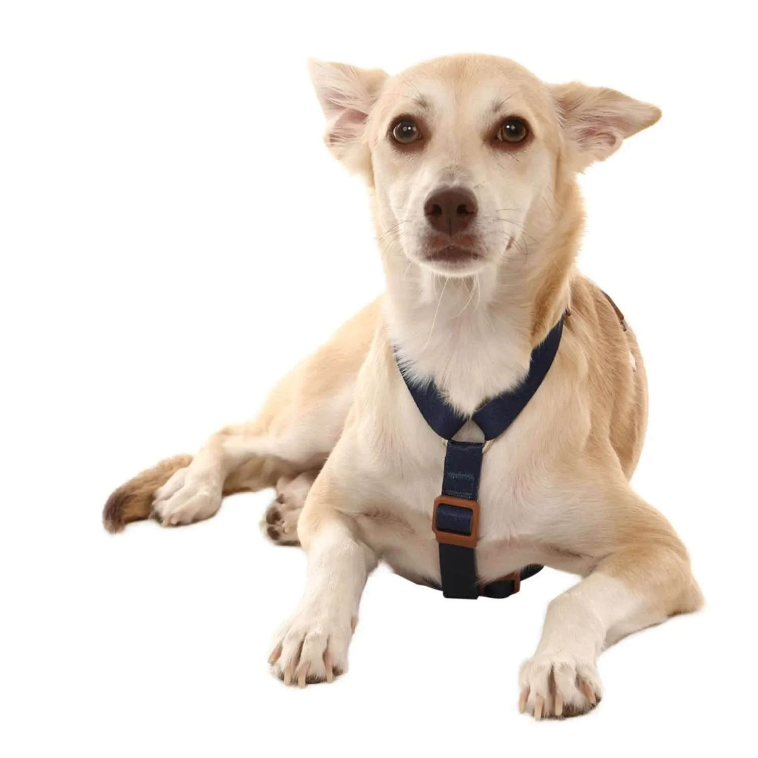 Peitoral H para Cães Basic Toh Azul