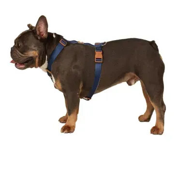 Per-usando-o-Peitoral-H-para-Caes-Basic-Toh-Azul