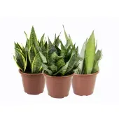 Espada-de-São-Jorge Sansevieira Pote 24