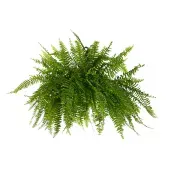 Samambaia Americana Planta Natural Cuia 25